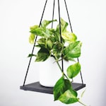 巴西国家男子足球队队徽 - 绿色背景上的黄色星星